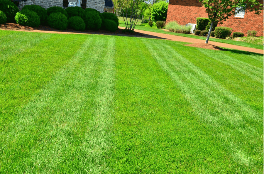Choosing the Best Grass Type for Your Virginia Home